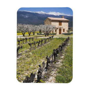 Imán Viñedo inactivo, flores de frutas, casa de piedra,
