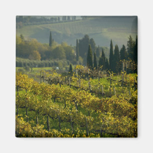 Imán Viñedo, Toscana, Italia