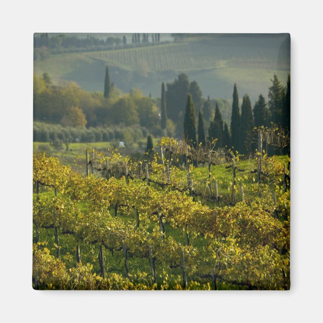 Imán Viñedo, Toscana, Italia (Frente)