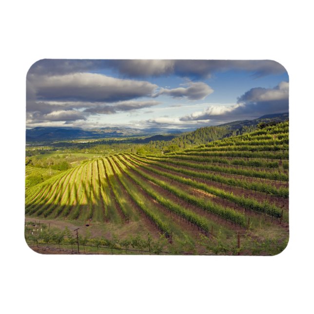 Imán Viñedo. Valle de Napa. Napa. Condado de Napa (Horizontal)