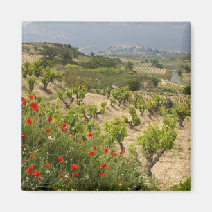 Imán Viñedos cerca de Laguardia, capital de La Rioja