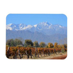 Imán Viñedos en la caída de Mendoza, la Argentina