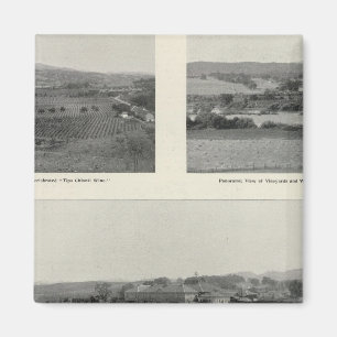 Imán Viñedos Modelo, California