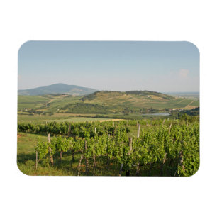 Imán Viñedos Tokaj, Hungría