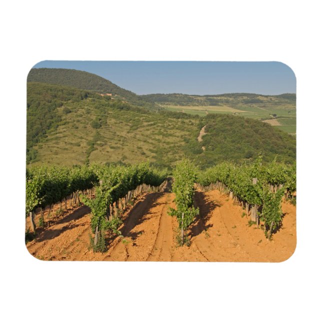 Imán Viñedos Tokaj, Hungría (Horizontal)