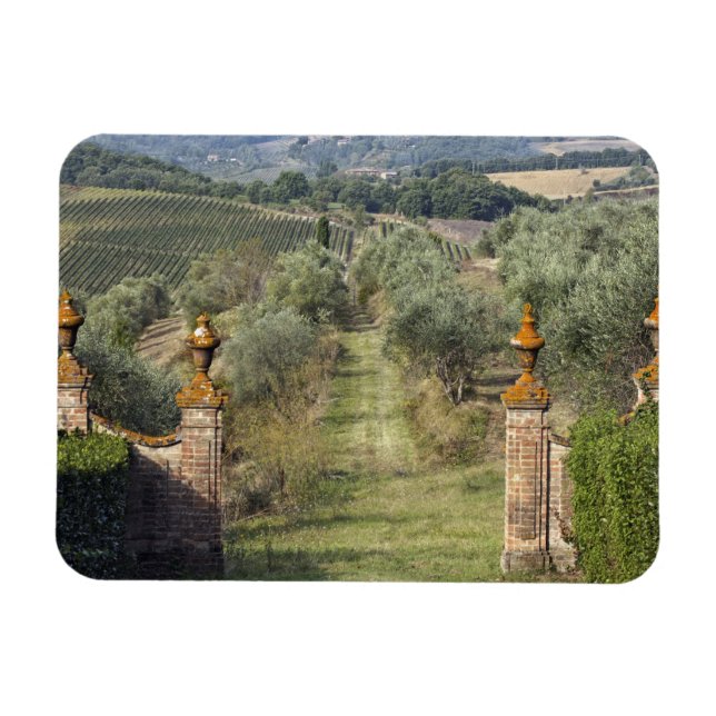 Imán Viñedos, Toscana, Italia (Horizontal)