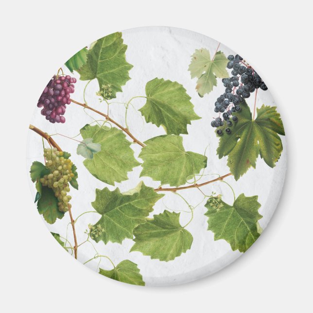 Imán Vineyard (Frente)