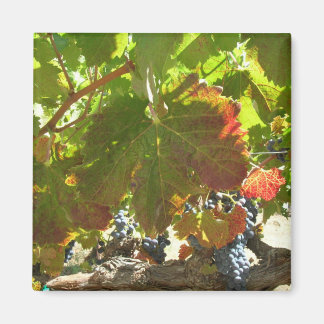 Imán - Vino de uva