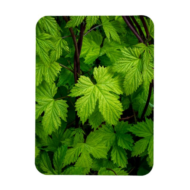 Imán Vinos verdes (Vertical)