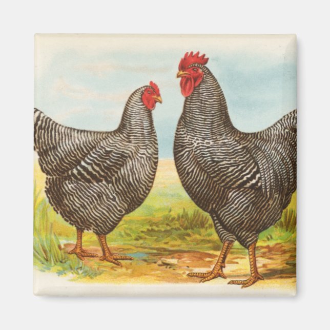 Imán Vintage Barred Plymouth Rock Chickens Magnet (Frente)