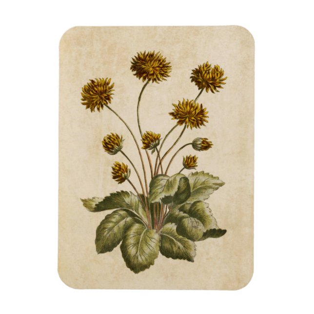 Imán Vintage Botanical Floral Crowfoot Magnet (Vertical)