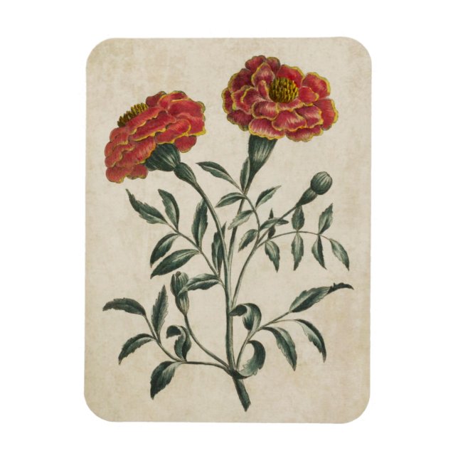Imán Vintage Botánico Floral Francés Marigold Magnet (Vertical)