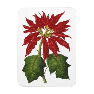 Imán Vintage Christmas, Red Poinsettia WinPlanta