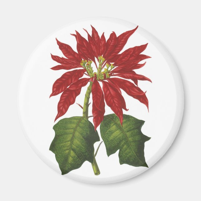 Imán Vintage Christmas, Red Poinsettia WinPlanta (Frente)