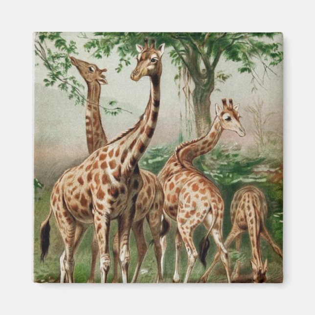 Imán Vintage Giraffe Magnet (Frente)