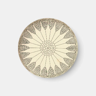 Imán Vintage Haeckel