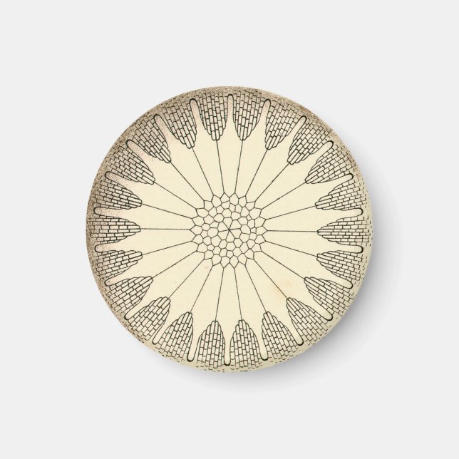 Imán Vintage Haeckel (Frente)