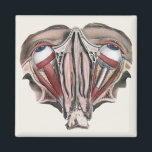 Imán Vintage Human Anatomy Science, Eyeballs Eyes<br><div class="desc">Ilustracion vintage sanidad humana y dibujo de anatomía con una acería de dos ojos con vasos sanguíneos,  venas,  ligamentos,  tendones y músculos. Vista desde arriba con la estructura muscular de los enchufes de los ojos. Gran diseño para los expertos en ciencia y biología.</div>