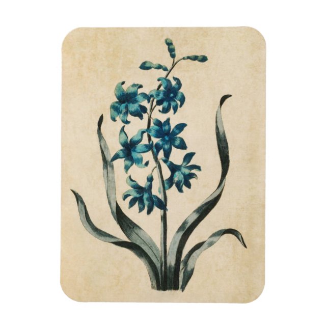 Imán Vintage Hyacinth Magnet (Vertical)