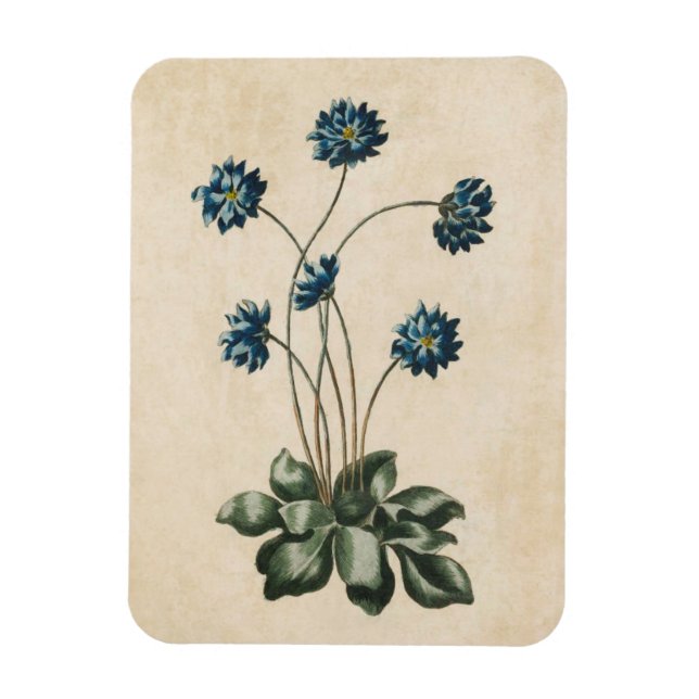 Imán Vintage Hypatica Magnet (Vertical)