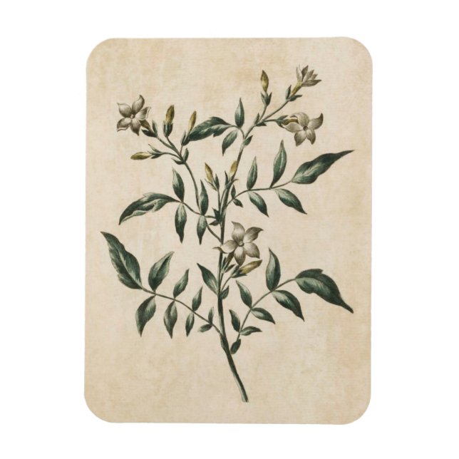 Imán Vintage Jasmine Magnet (Vertical)