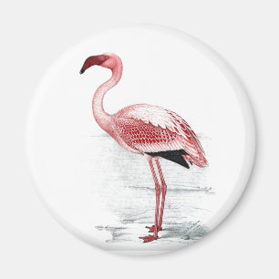 Imán Vintage Lesser Flamingo Claude Gibney Finch Davies
