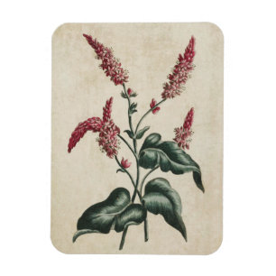 Imán Vintage Persicaria Froral Botánica Magnet