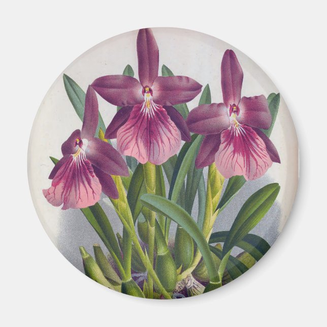 Imán Vintage Purple Lady Orchids Miltonia Spectabilis (Frente)