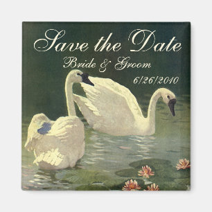 Imán ¡Vintage Salva la Fecha! Hermosos Cisnes Nadando
