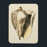 Imán Vintage Sepia Conch Shell<br><div class="desc">¡Se oye el océano desde estas conchas de Conch alto y claro! Si tienes estrés,  puedes ir a la playa de arena fina. Estas conchas son una gran pieza de arte con un fondo sepia para hacer que la imagen destaque ser más nítida.</div>