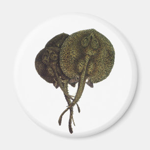 Imán Vintage Stingrays, animales marinos