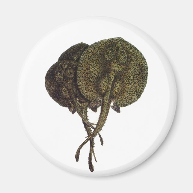 Imán Vintage Stingrays, animales marinos (Frente)