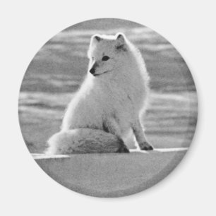 Imán Vintage USA Alaska Arctic fox