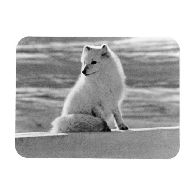 Imán Vintage USA Alaska Arctic fox 1970 (Horizontal)