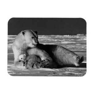 Imán Vintage USA Alaska madre oso polar 1970