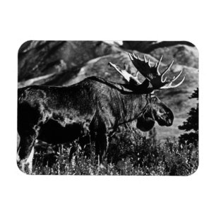 Imán Vintage USA Alaska toro moose 1970