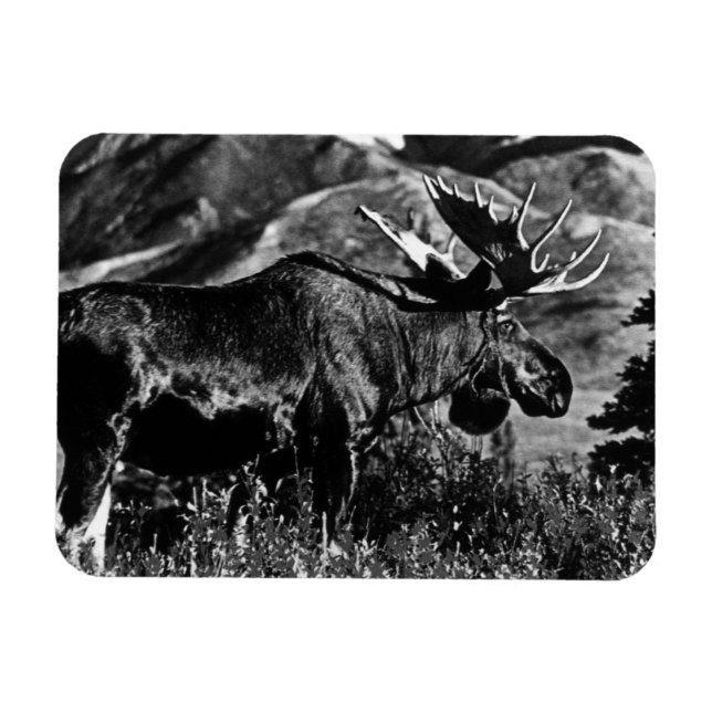 Imán Vintage USA Alaska toro moose 1970 (Horizontal)