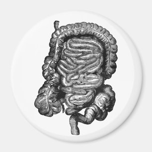 IMÁN VINTAJE DE DIAGRAMA DE INTESTINAS