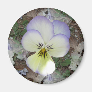 Imán Viola Pansy ~ Lavender Crema 2