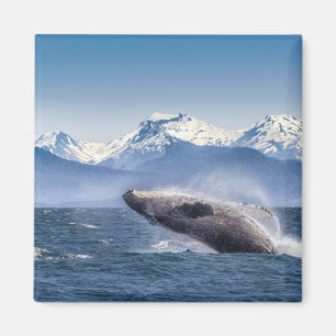 Imán Violación de la ballena jorobada en Alaska