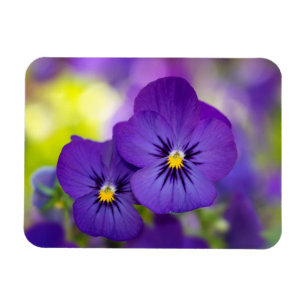 Imán Violas púrpuras