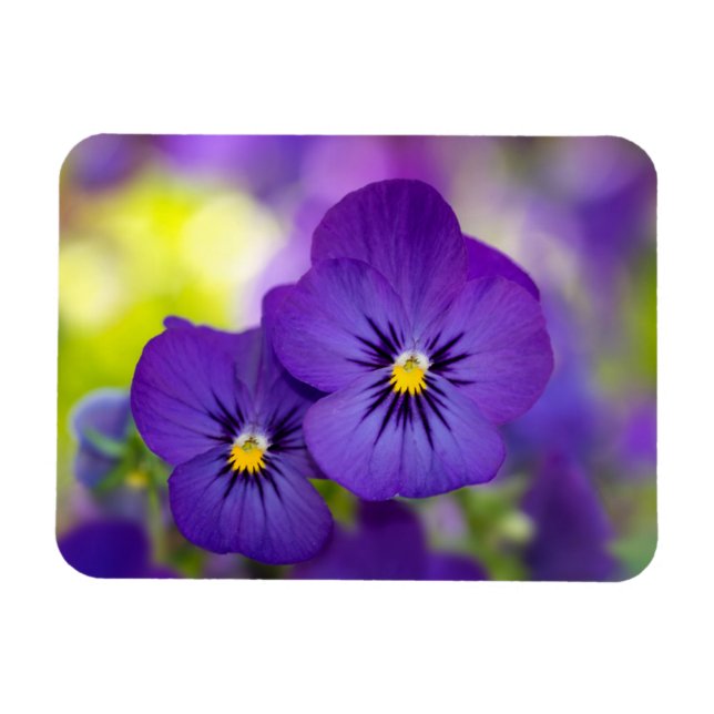 Imán Violas púrpuras (Horizontal)