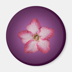 Imán Violencia de gradiente de flor rosa de adenio