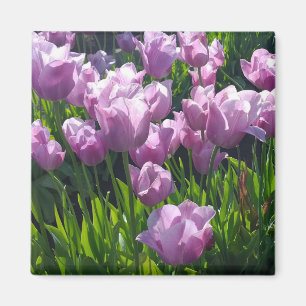 Imán Violet Tulips, Oregón