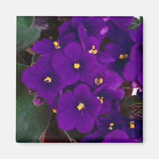 Imán violeta africana