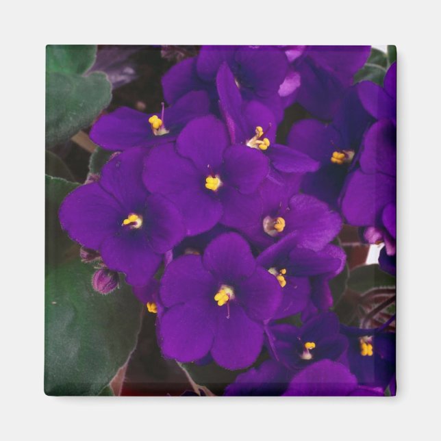 Imán violeta africana (Frente)