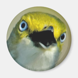 Imán Vireo Magnet