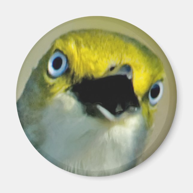 Imán Vireo Magnet (Frente)