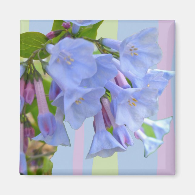 Imán Virginia Bluebells Wildflower Magnet (Frente)