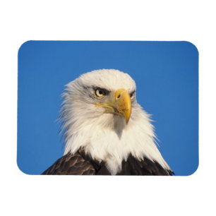 Imán Vista de águila calva